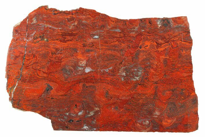 Polished Stromatolite (Collenia) Slab - Minnesota #299833